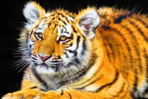 Tiger Cub8131418443 300x200 - Tiger Cub - Tiger, Femle